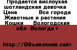 Продается вислоухая шотландская девочка › Цена ­ 8 500 - Все города Животные и растения » Кошки   . Вологодская обл.,Вологда г.